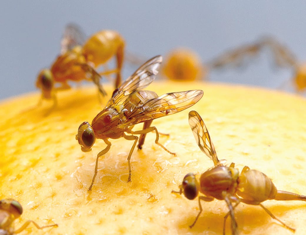 Tony takes fruit fly issue to national stage