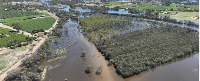 Native plants for flood recovery