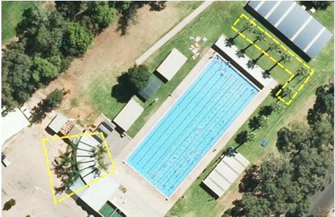 Swimming pool palms going