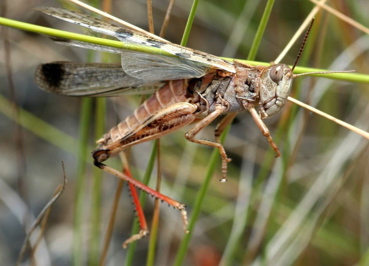 ‘Locust lookout’ plea issued