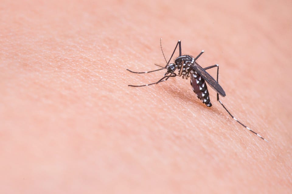 Free vaccines to battle mozzie virus