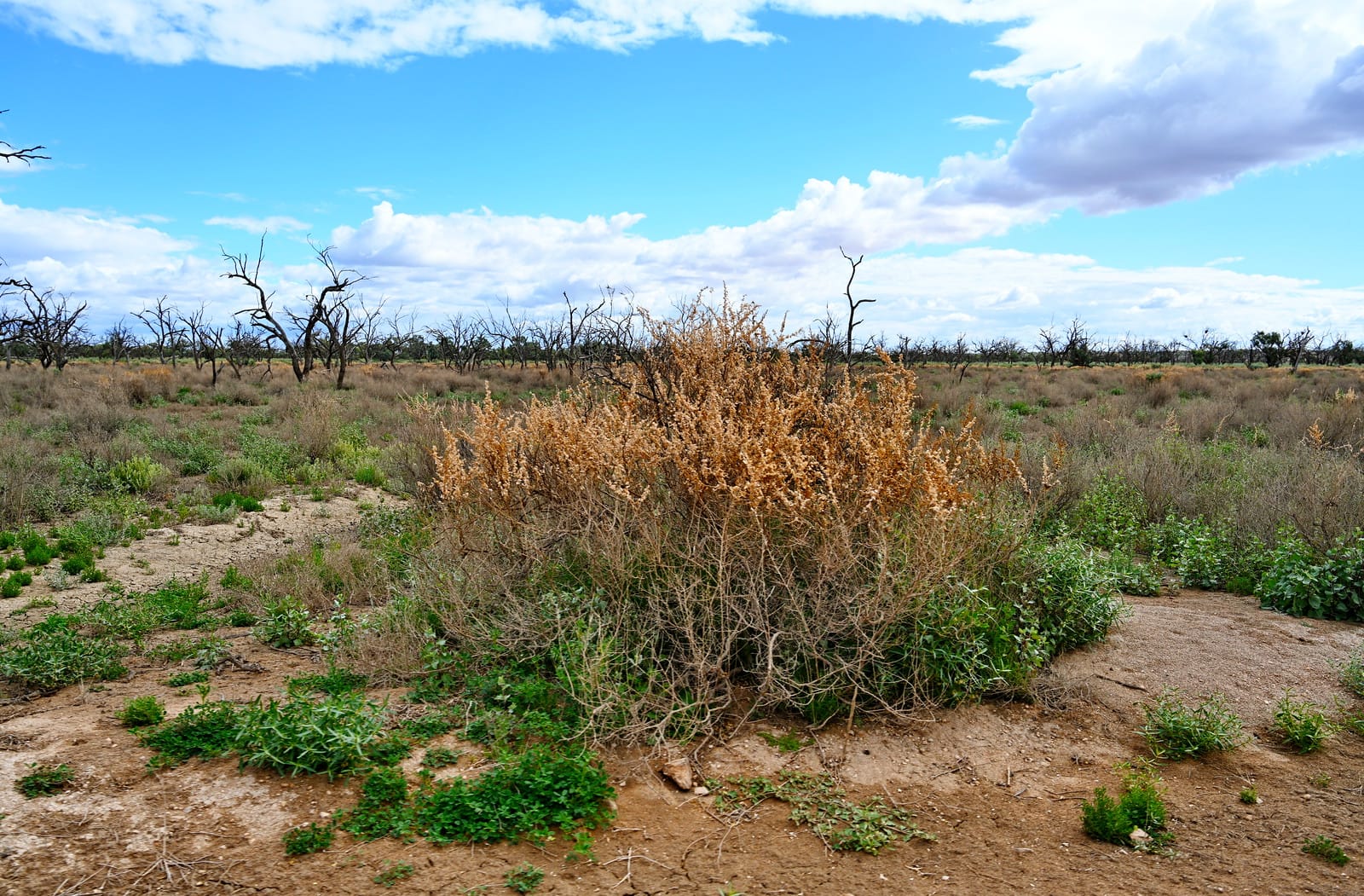 Funding available for Riverland community environmental projects
