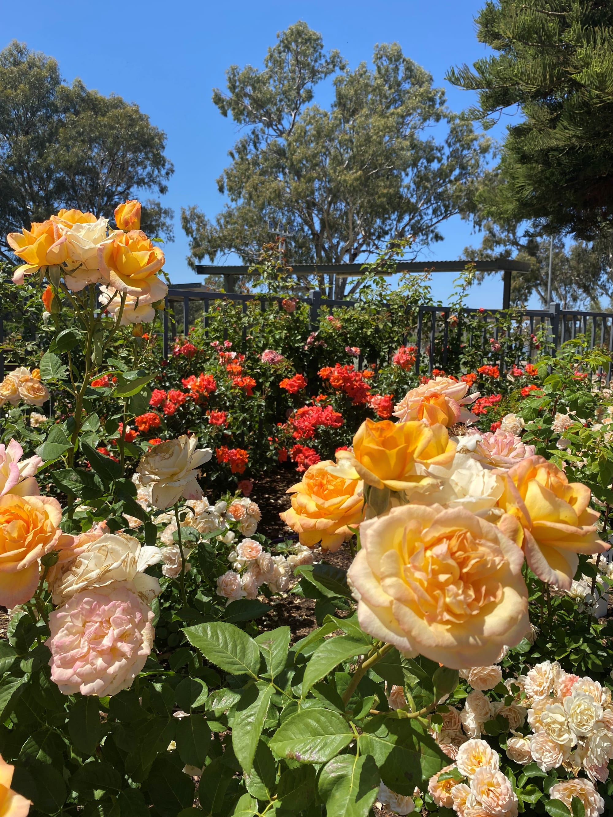 Riverland Rose & Garden Festival - Open Gardens