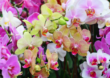 Winter Orchid Show