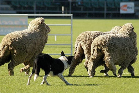 SA Sheepdog Trials - Barmera