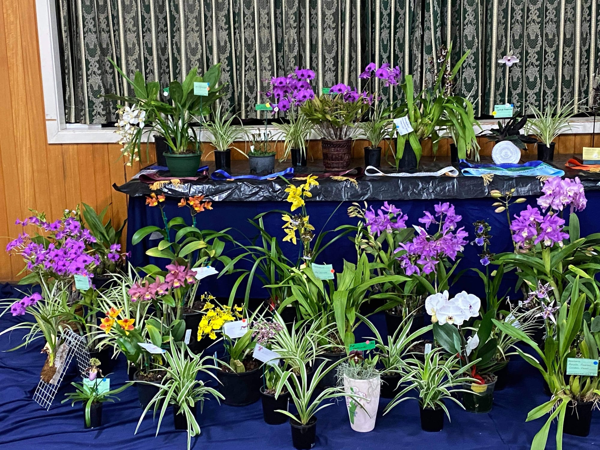 Riverland Orchid Society Inc Meeting