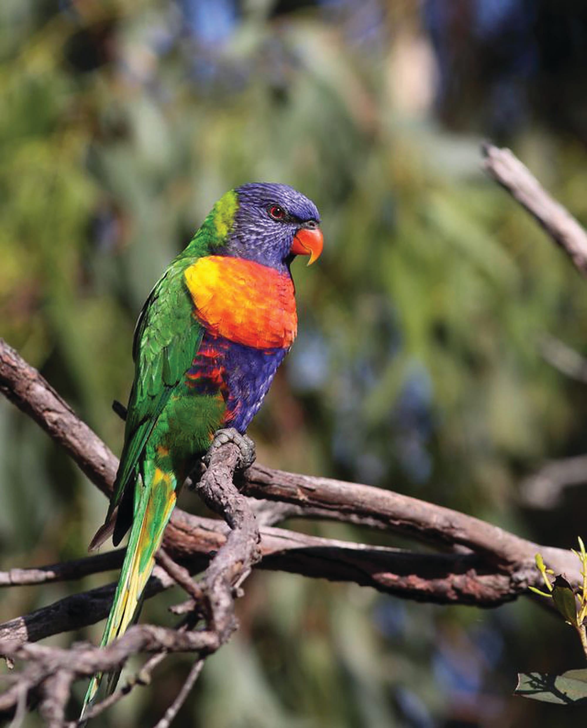 Registrations open for Australia’s largest citizen science project