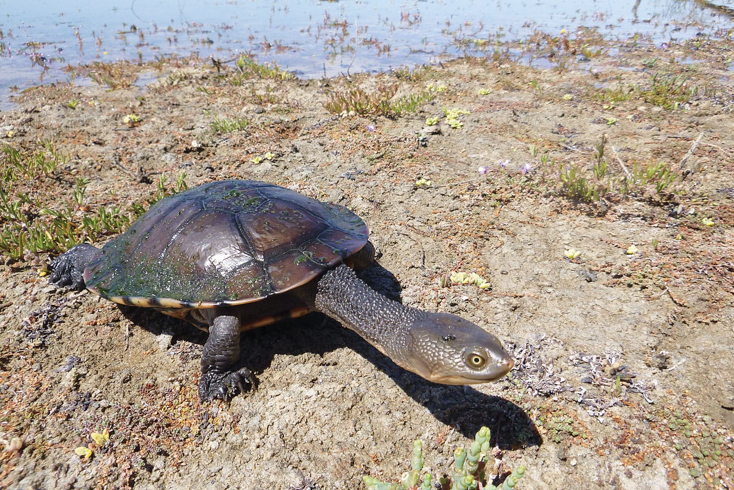 Put turtles back on the map