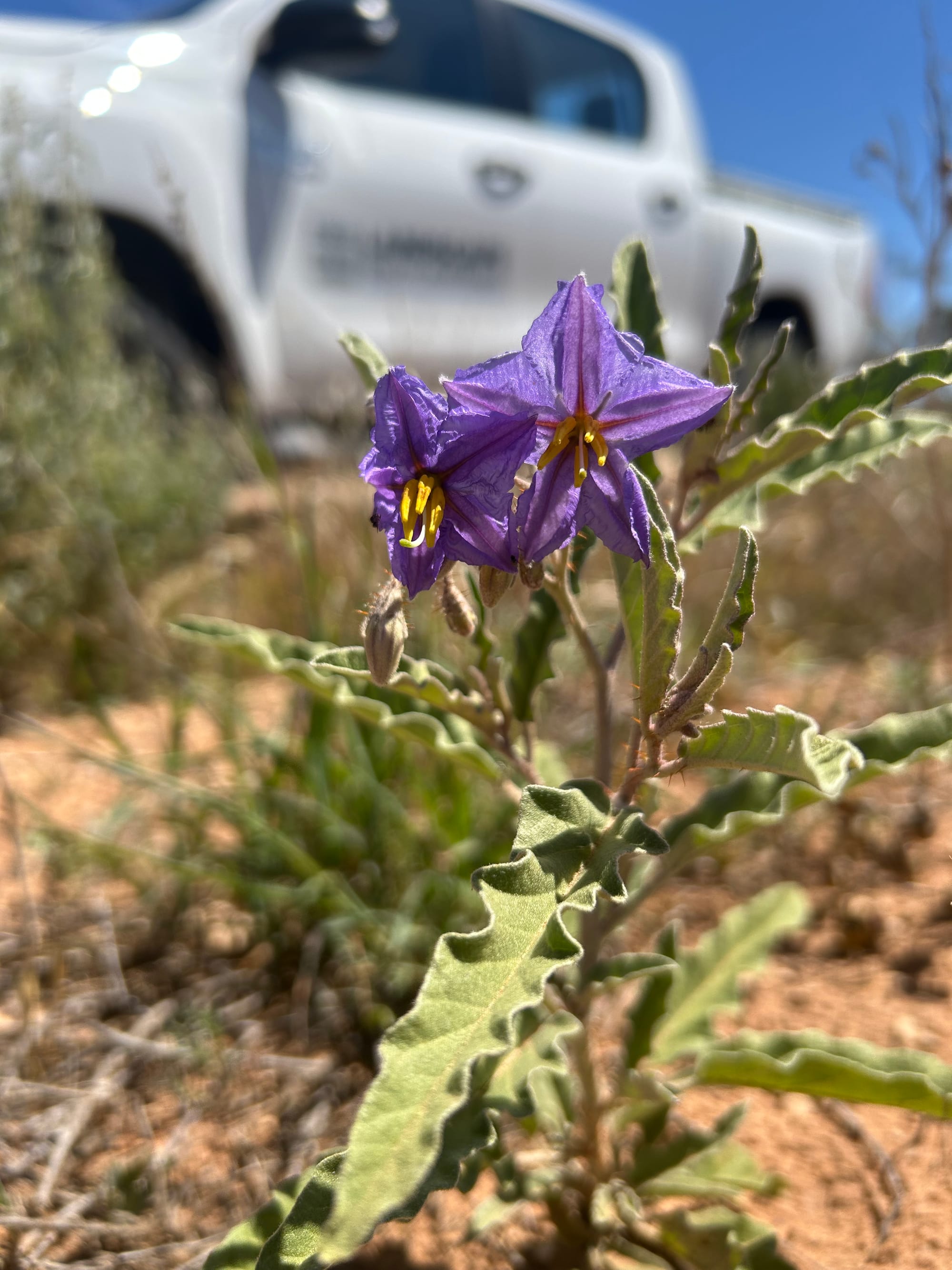 Time to weed out silverleaf nightshade