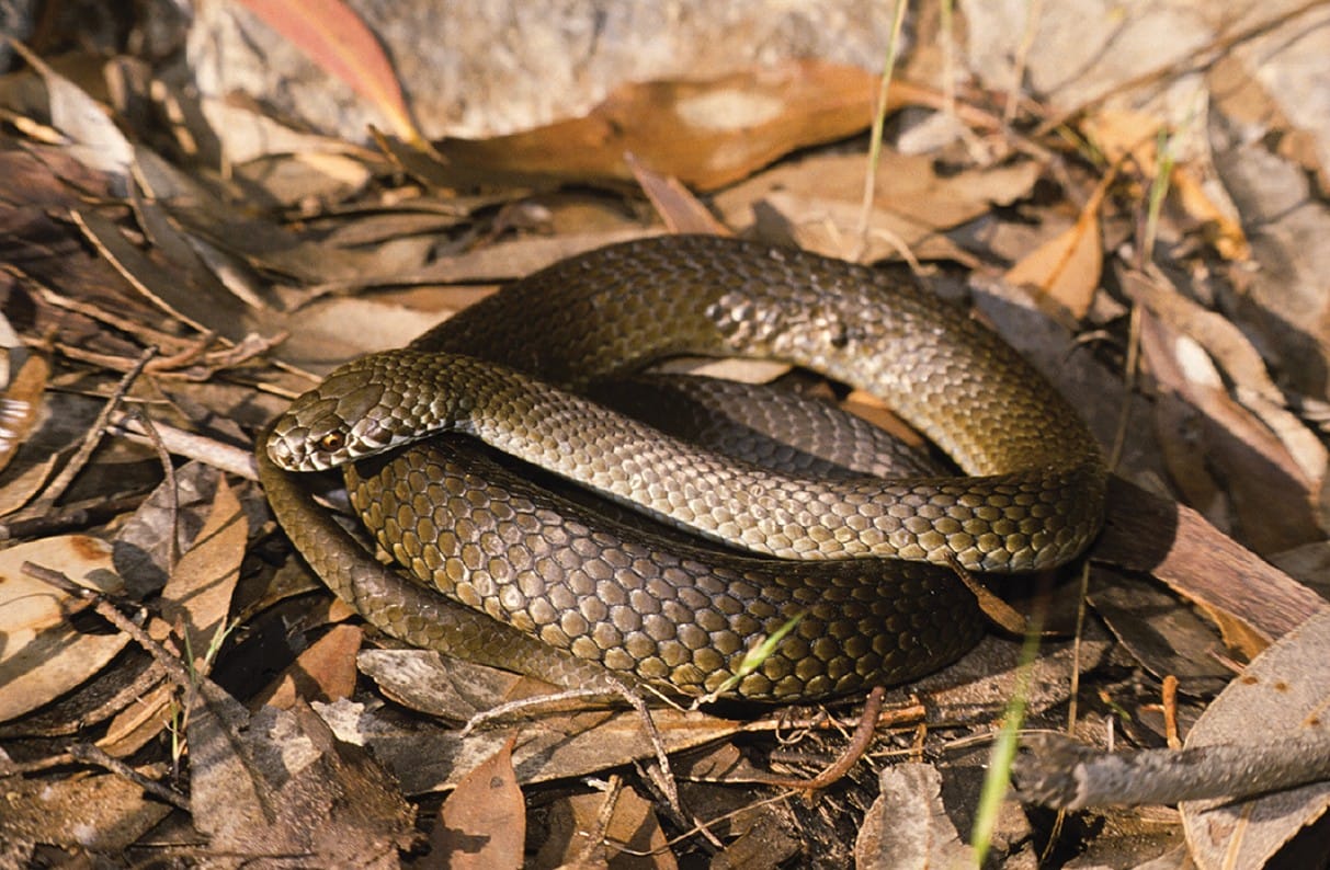Riverland warned to be snake-smart as summer heats up