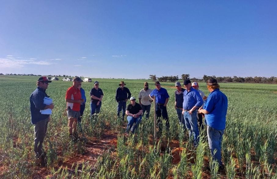 Mallee Sustainable Farming unveils bold strategic plan