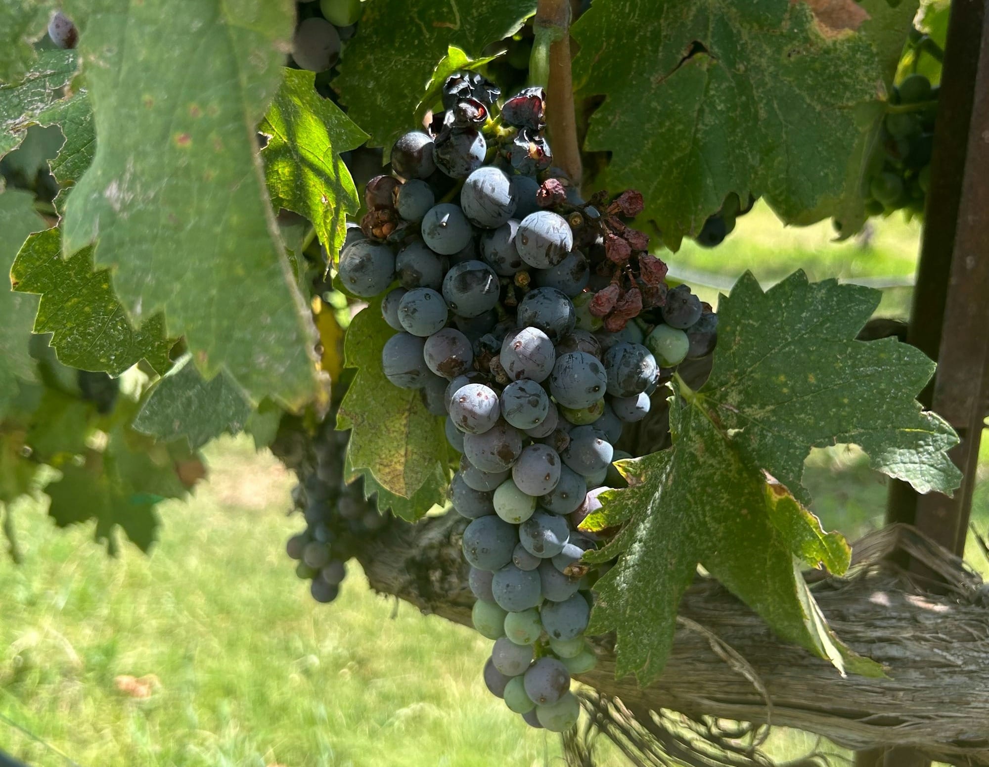 Heat equals early vintage