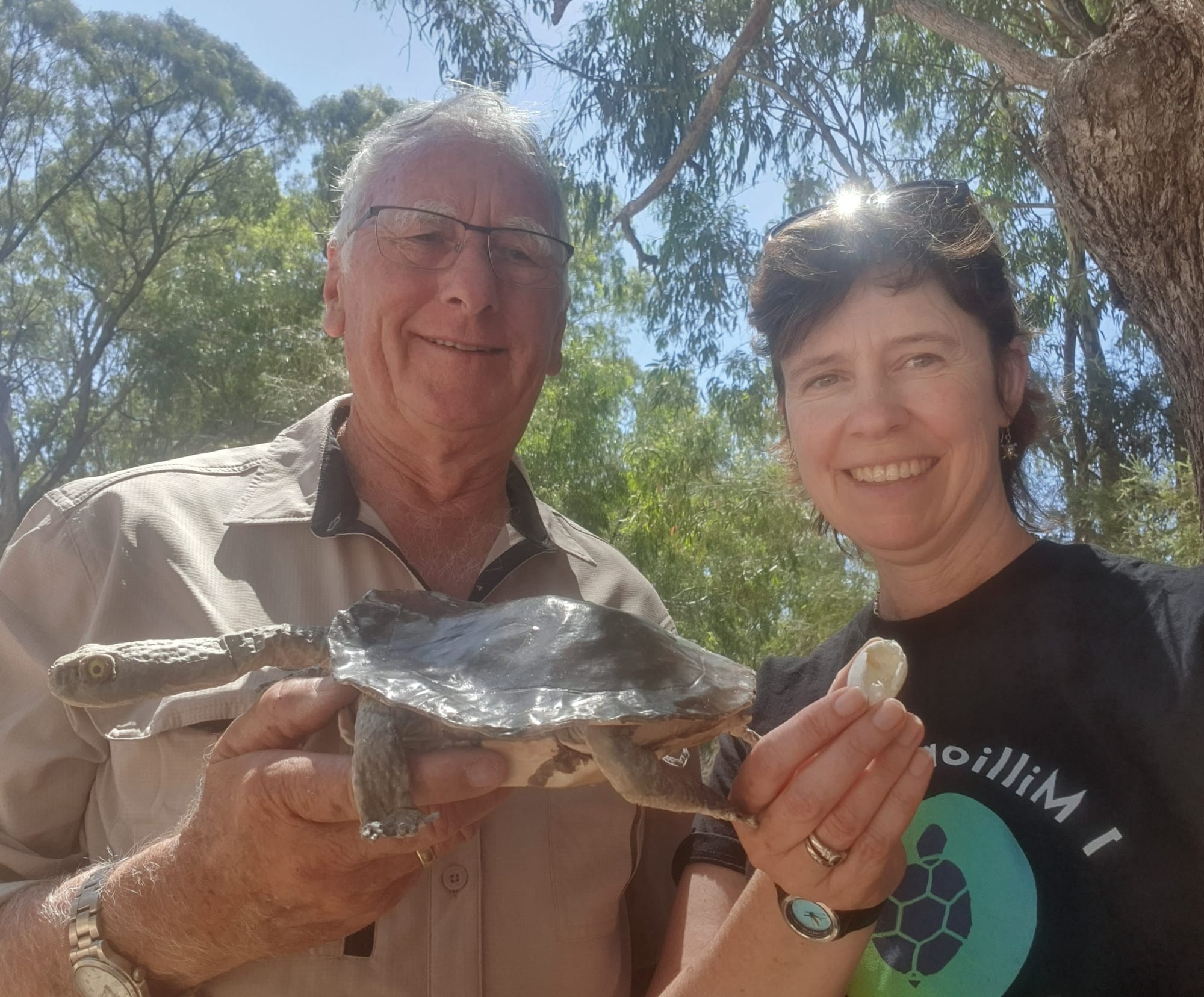 Volunteers being sought to spot wild turtles