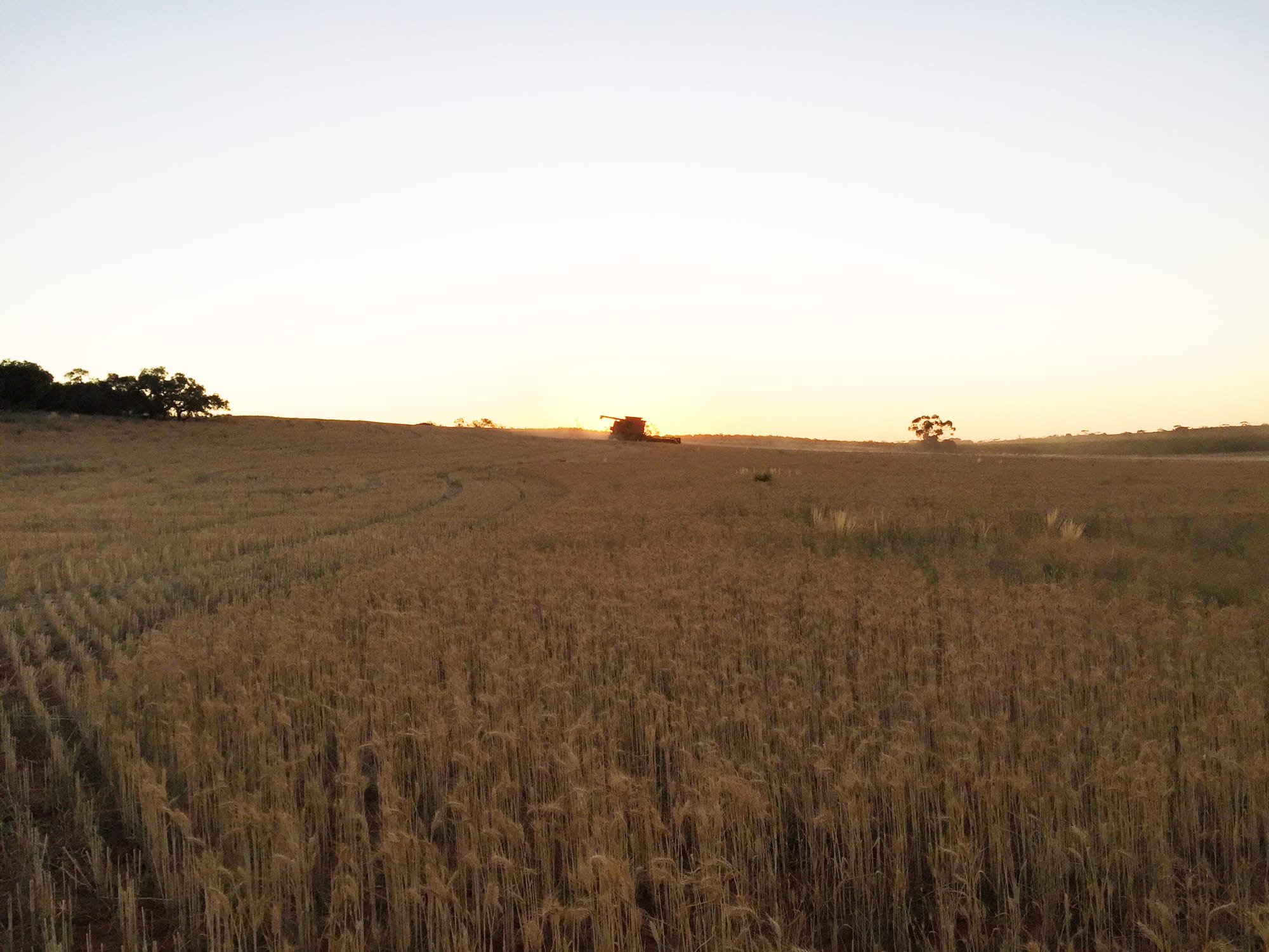 $250K loans to help support Riverland farmers