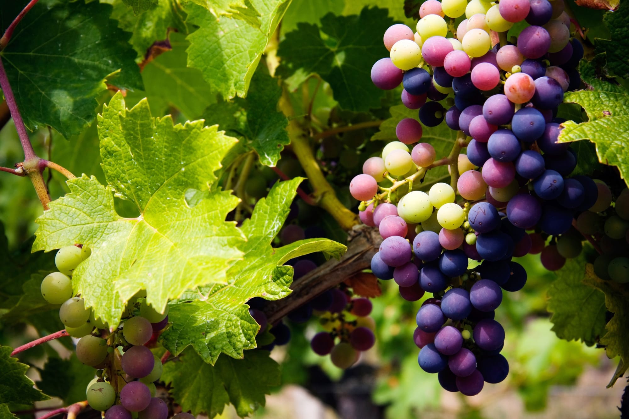 Future Fund aims to fast-track solutions for grape growers and winemakers