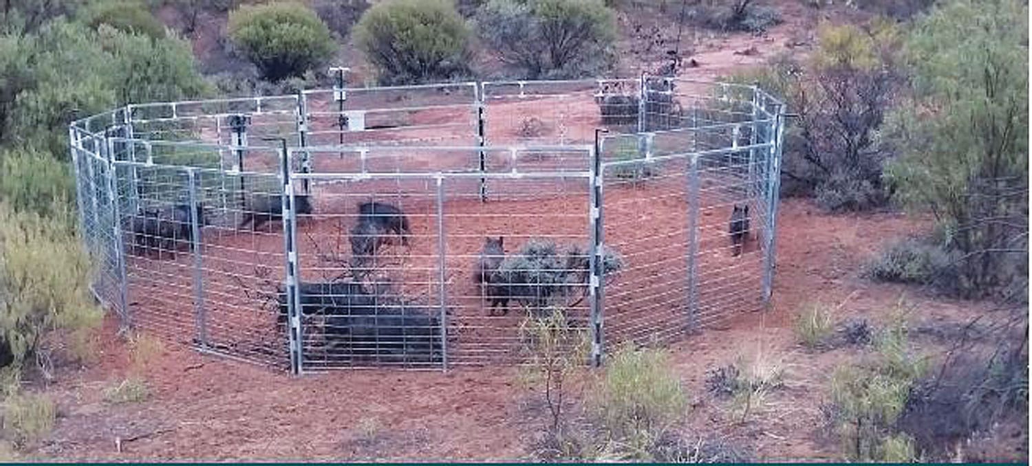 How smart tech is reshaping feral pest control