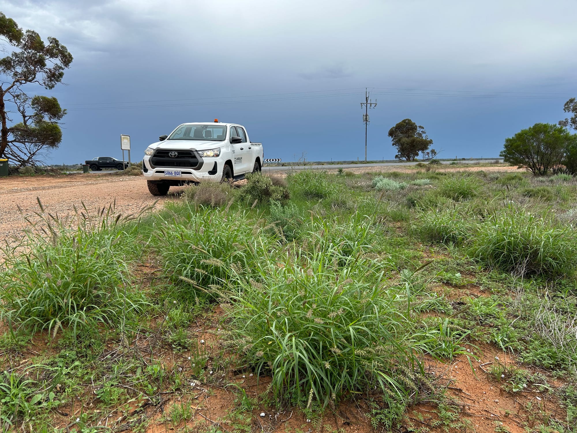 Community reports crucial to stopping spread of buffel grass