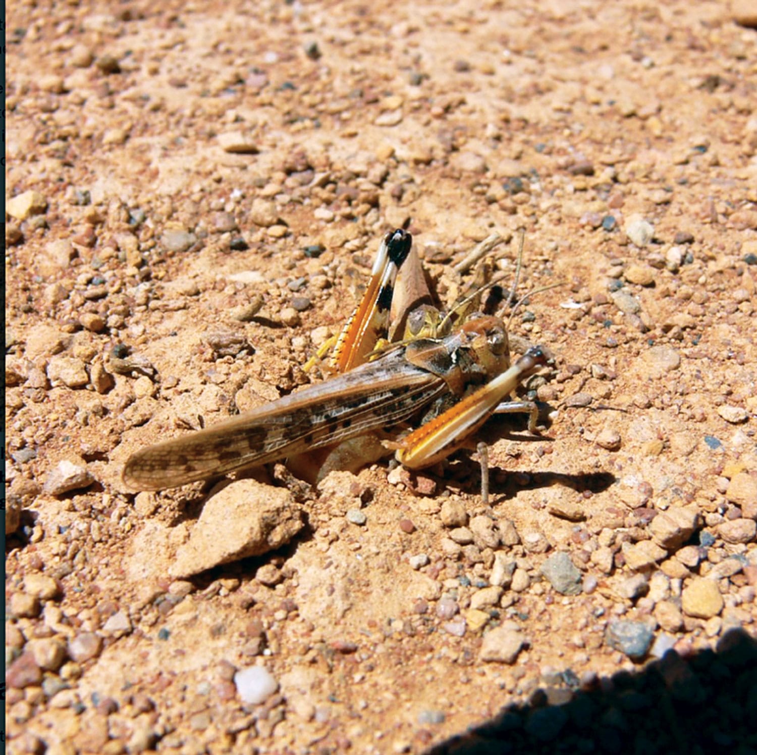 Locust warning for the Riverland