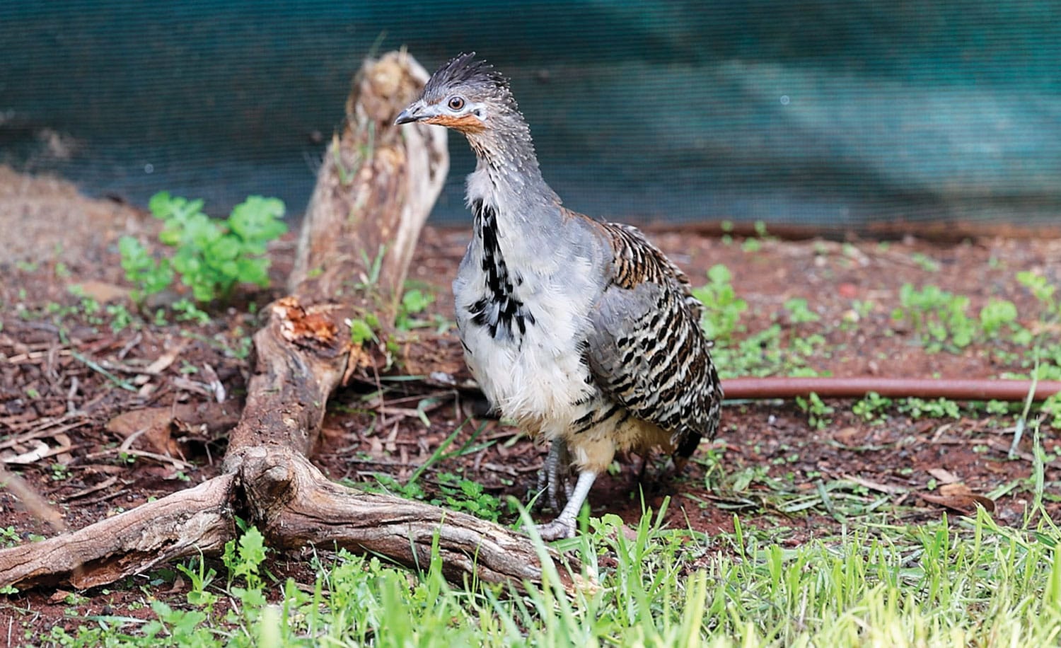 Milestone as first malleefowl chick hatches at Monarto Safari Park