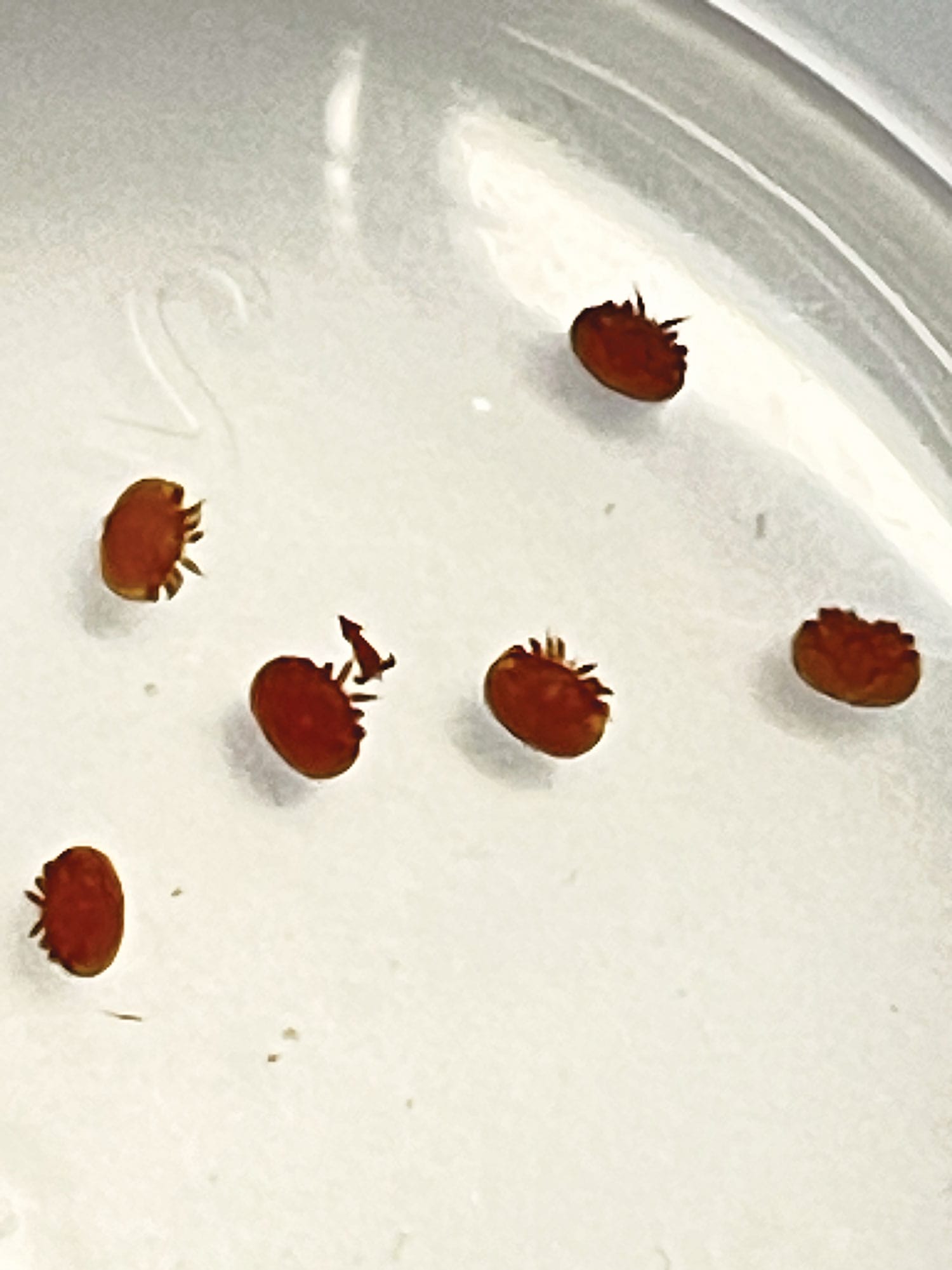 Adjusting to Life with Varroa Mite