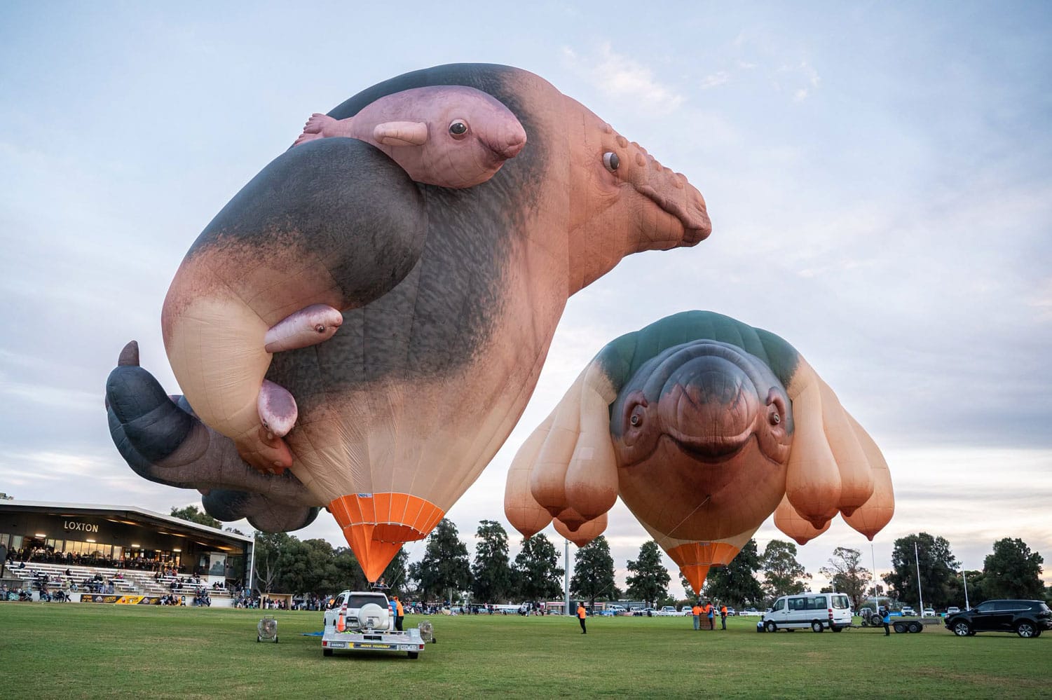 Skywhales soar over Loxton
