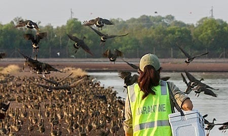 Help keep your pets safe from bird flu