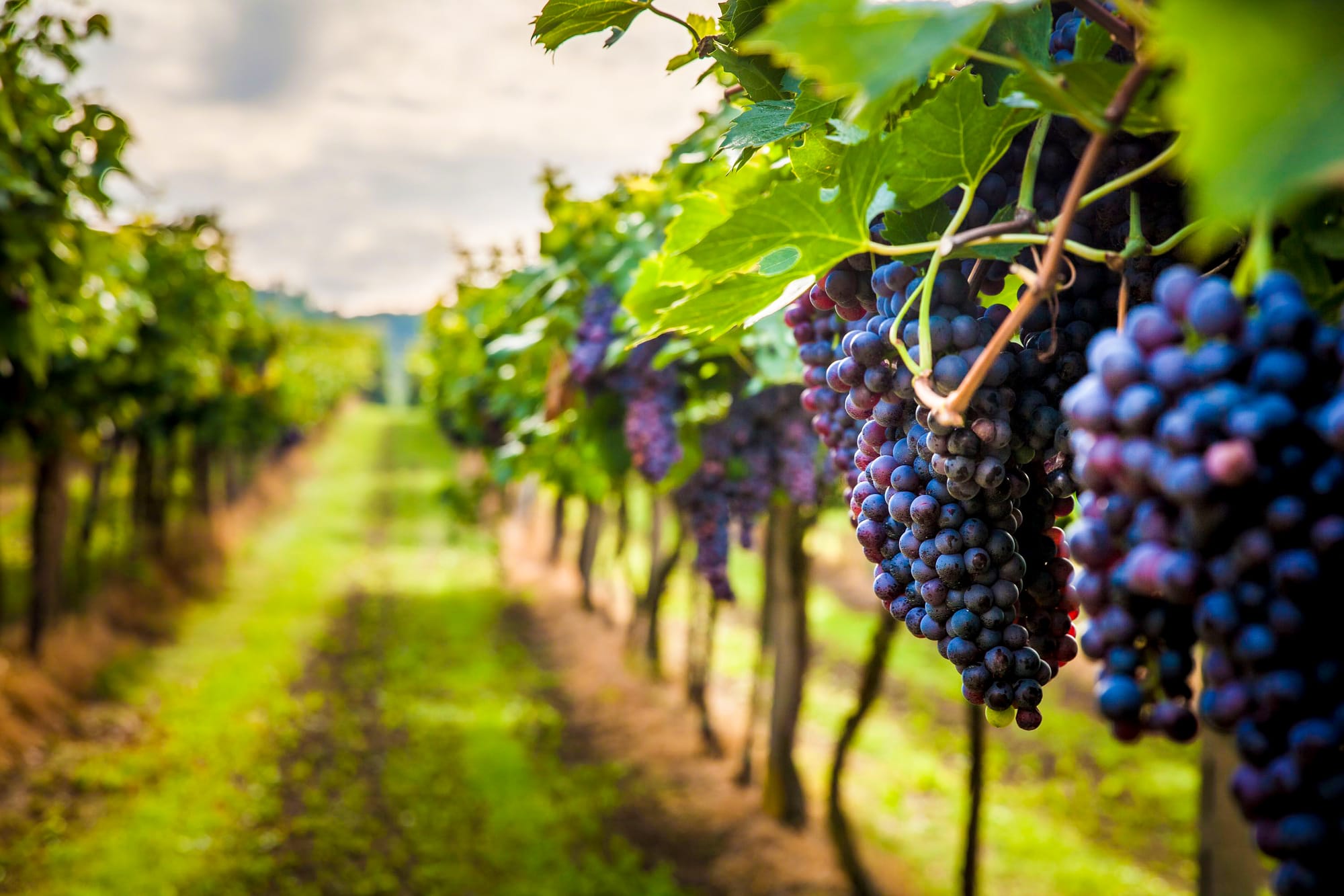Export growth key says Riverland Wine, Vinarchy
