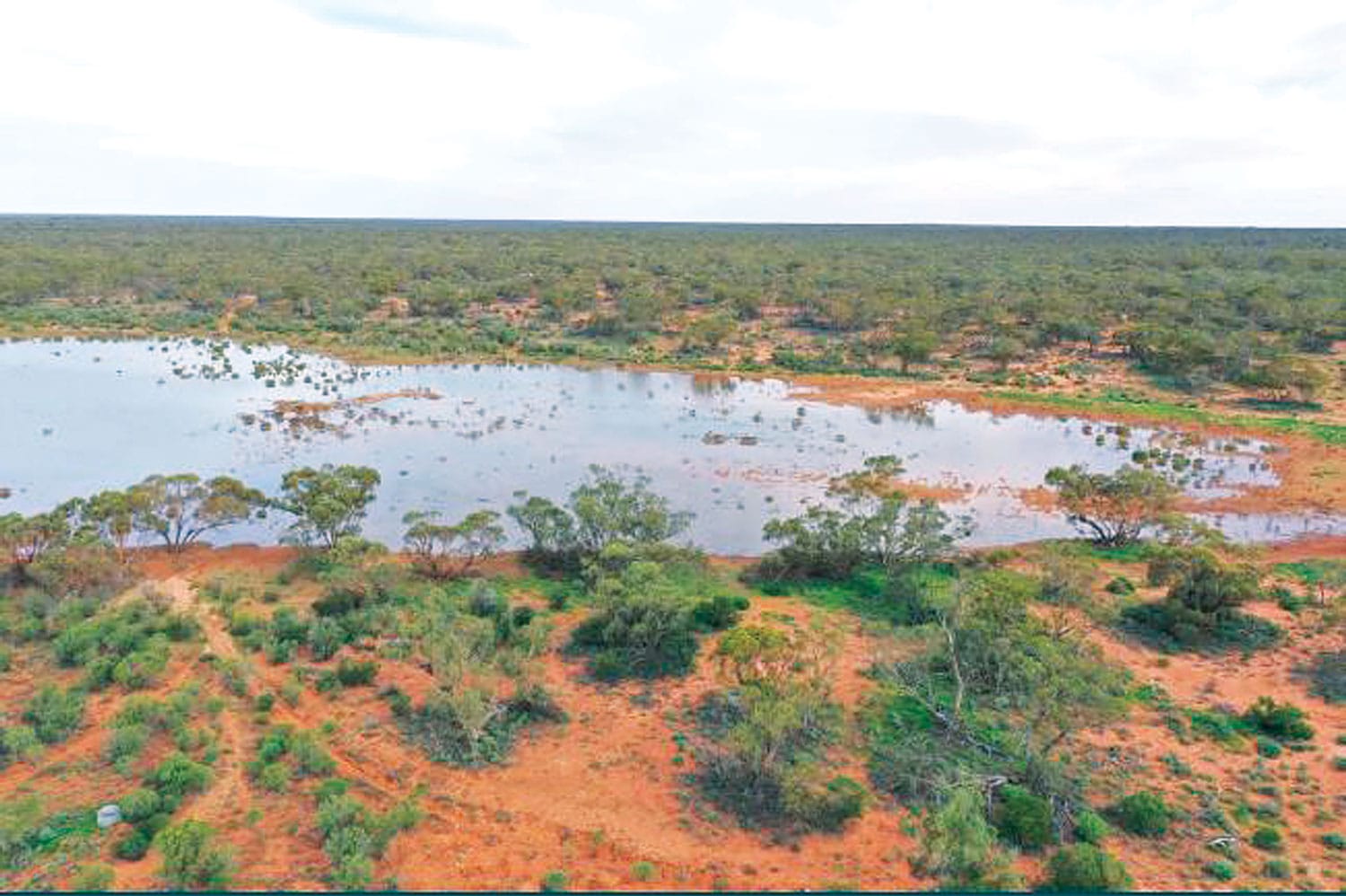 Rainfall reveals the benefits of Mallee restoration