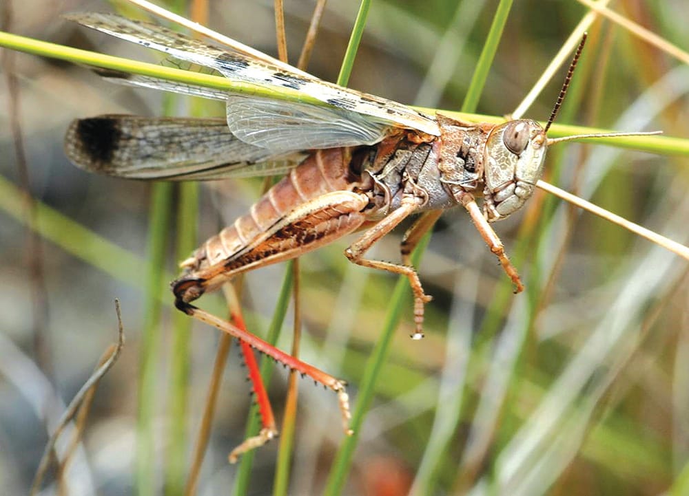 Locking horns on Riverland, Mallee locust response