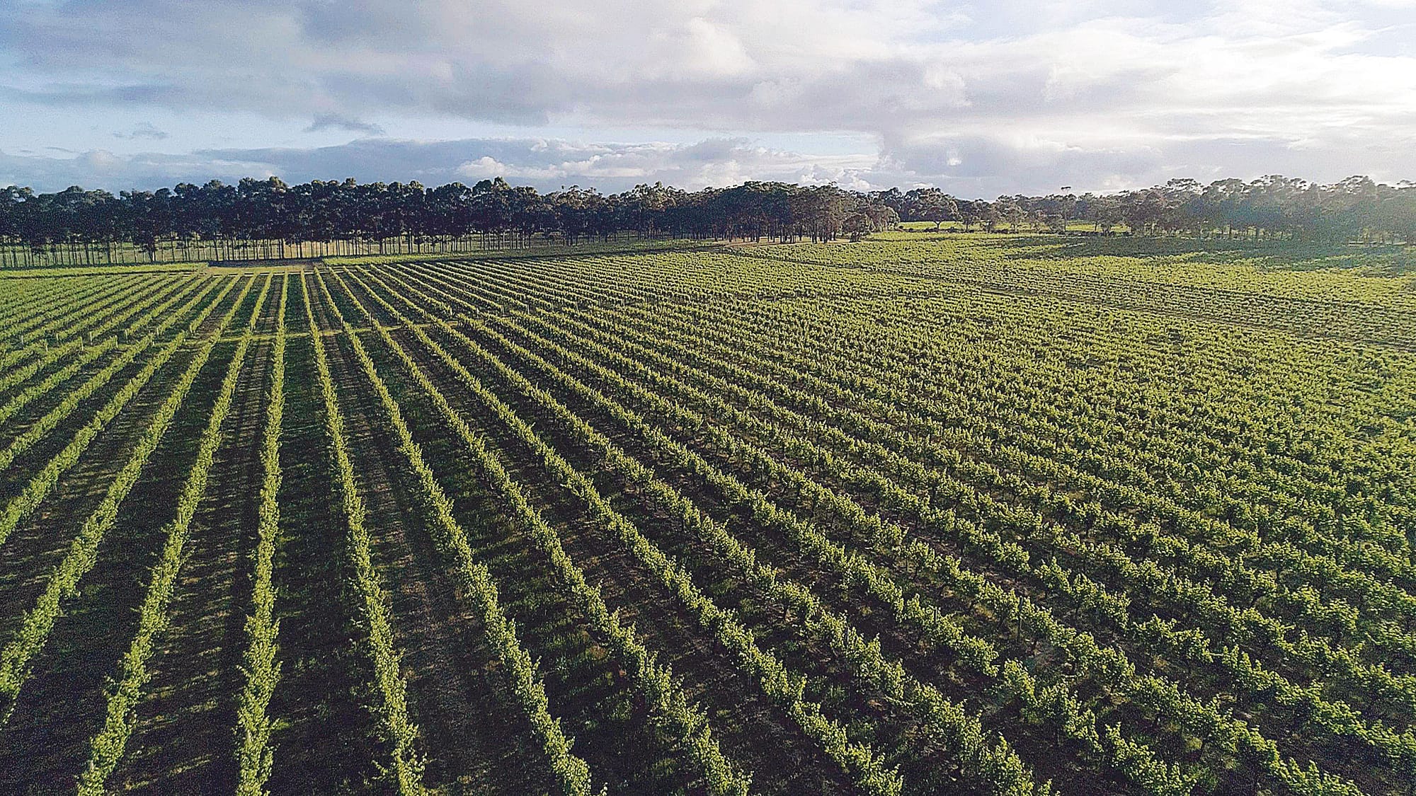 CEO stepping down at Australian Grape and Wine