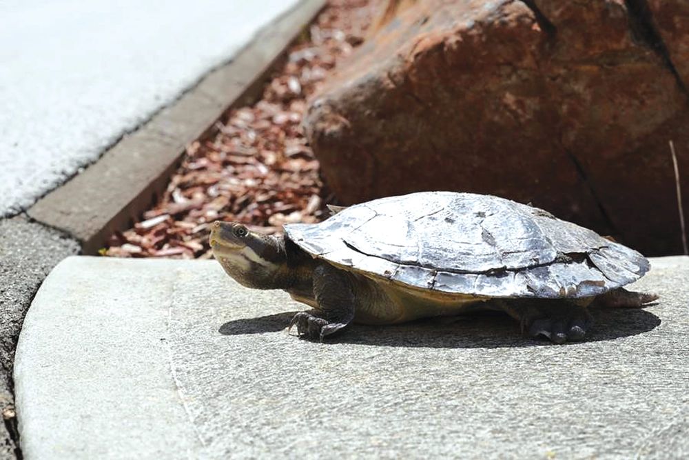 Riverland drivers called to protect local turtles post image