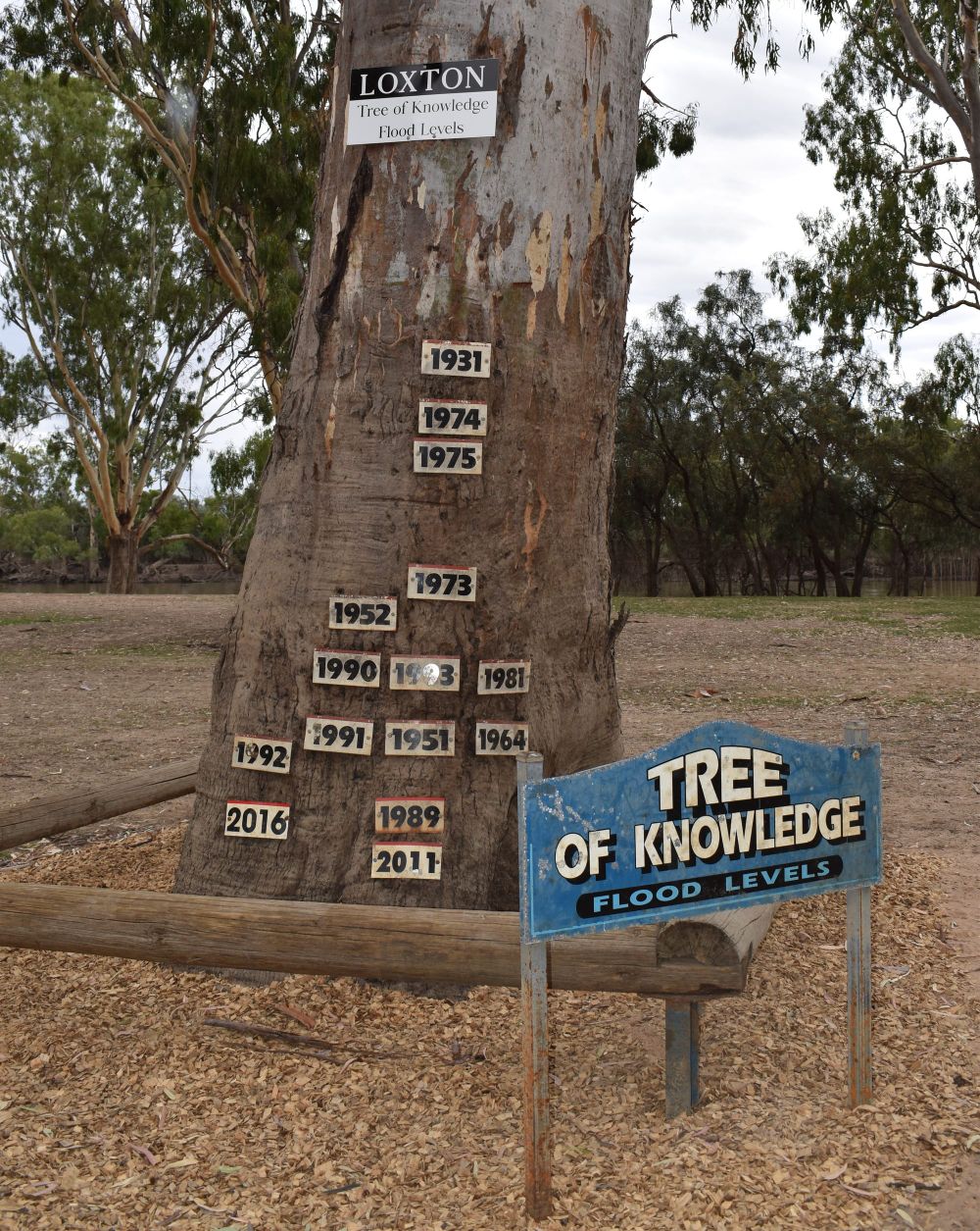 Councillor critical of Loxton Waikerie’s tree chat post image