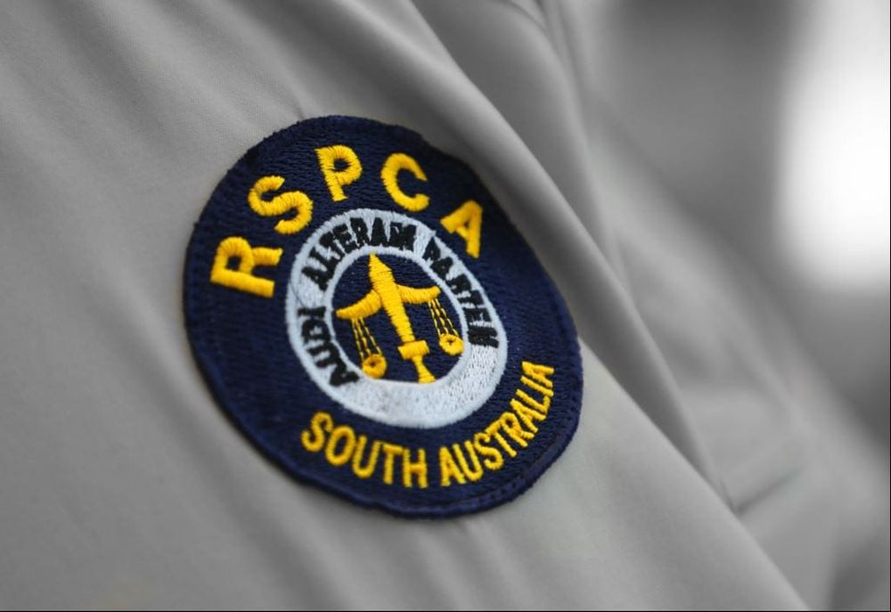 Morgan couple raided for animal cruelty post image