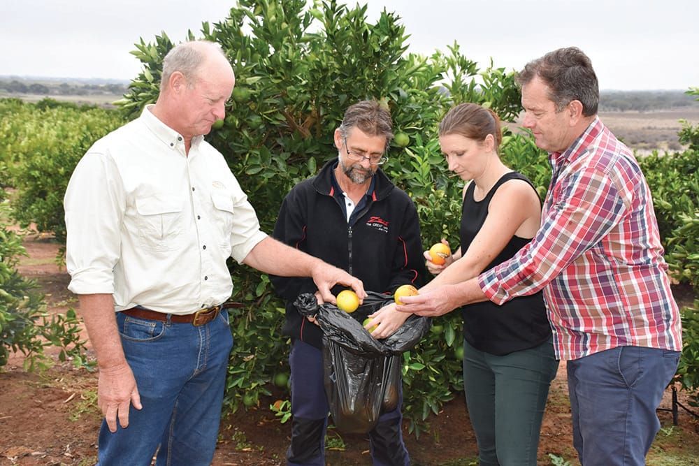 Riverland residents told how to help fruit-fly outbreak... STRIP TREES post image
