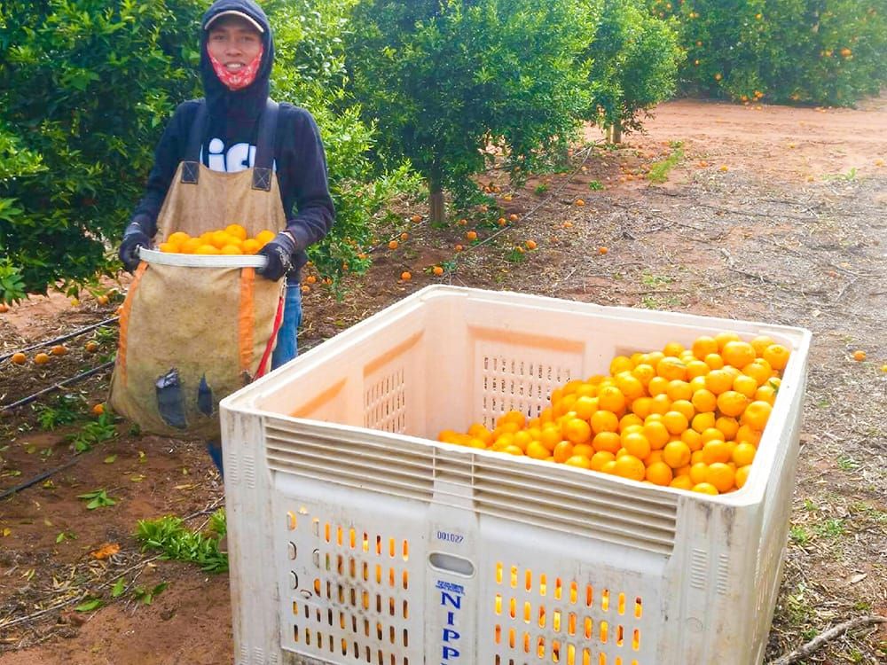 Visa changes aimed at preventing a harvest workforce collapse… STAY HERE post image