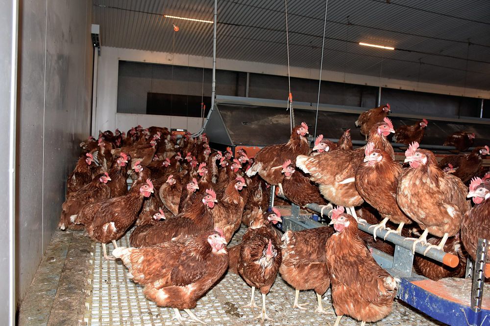 Egg farmers could shell out millions post image