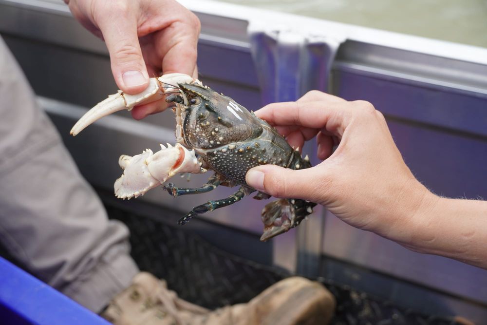 Praise for Murray crayfish release post image