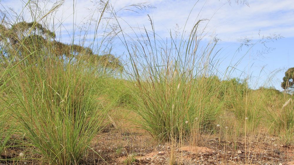 Declared pest weed’s Riverland summer love post image