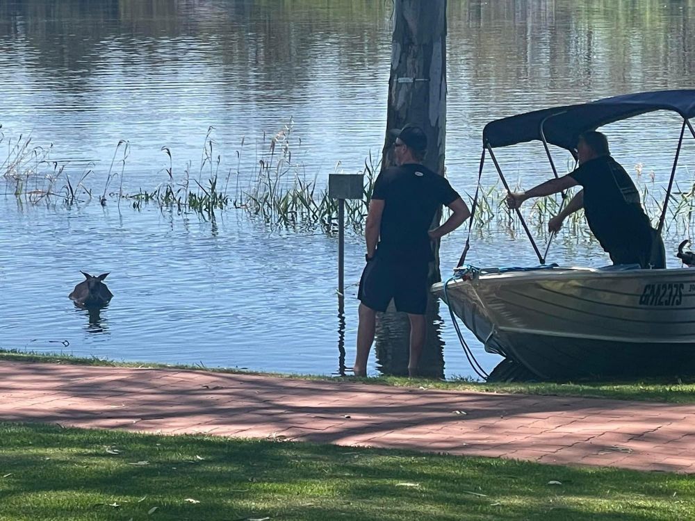 Hoppy ending to roo’s river ordeal post image