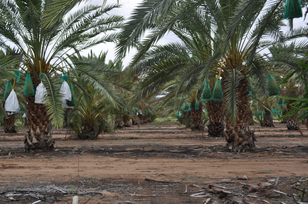 New biosecurity bill to protect SA’s agriculture industry post image