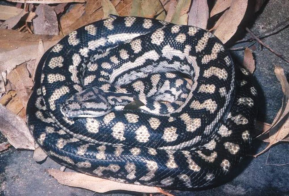 Locals urged to report Carpet Python Sightings post image