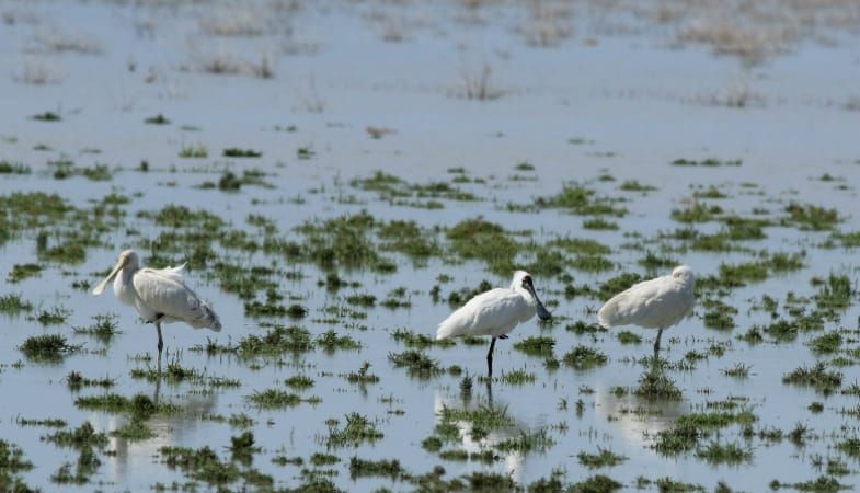 Environmental benefits still flow from flood post image