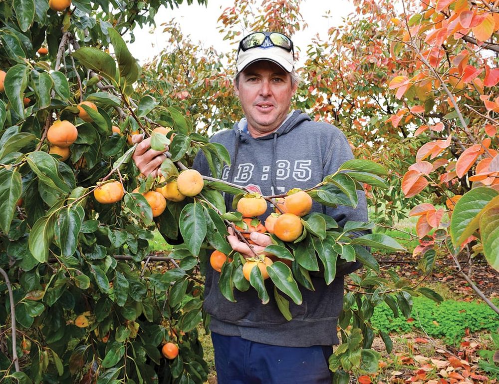 ‘Ripe’ time to crack the persimmon market post image