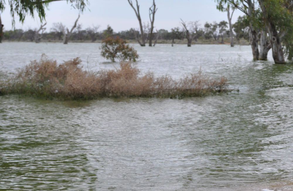 Lake OK for swimming and recreational activity, SA Health says post image