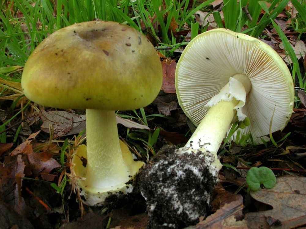 Riverlanders warned to not eat wild mushrooms post image