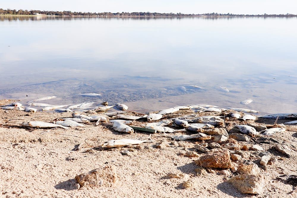 PIRSA confirms cold is killing fish post image