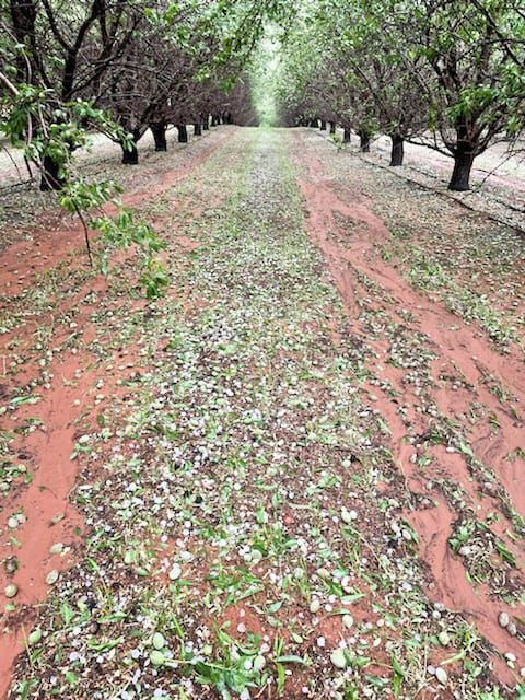 Almond crops ‘severely hit’ post image