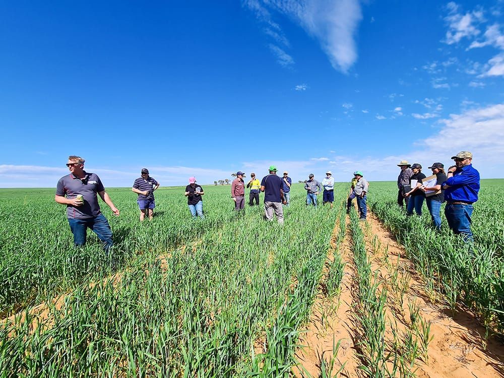 Field Day provides new farming insights for Riverland producers post image