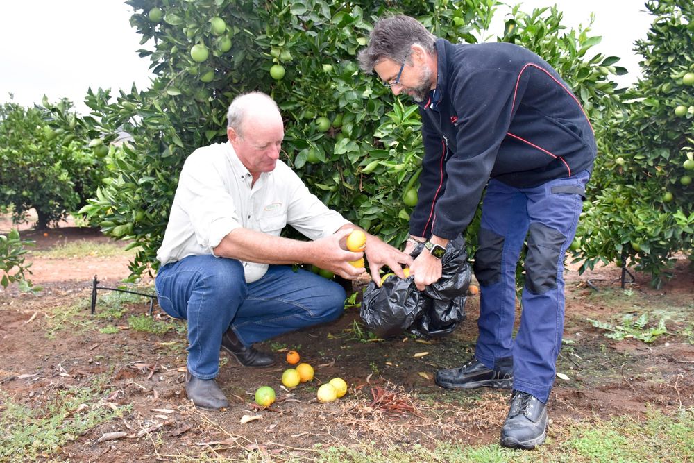 Backyard cleaning still crucial in Riverland fruit fly batlle post image