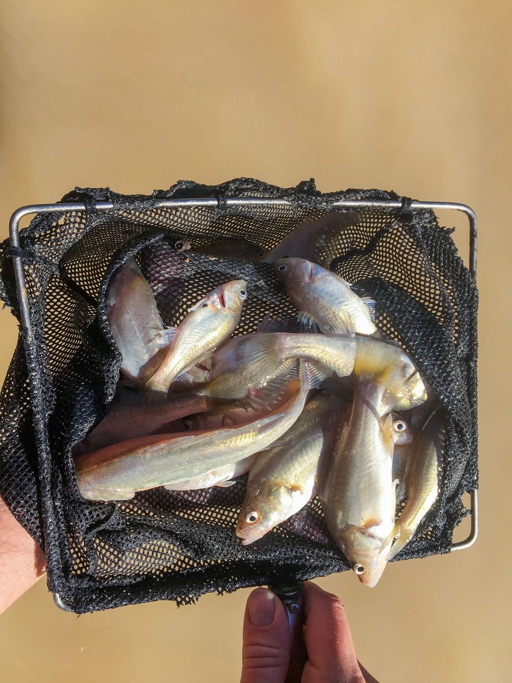 Capitalising on nature’s work with environmental flows post image